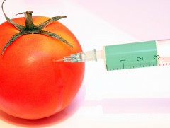 GMO tomato