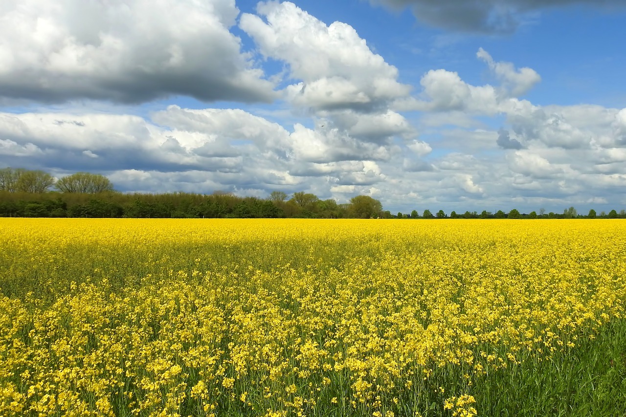 how to predict weather from the clouds